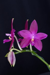 Phalaenopsis Germaine Vincent Fangtastic AM/AOS 80 pts.